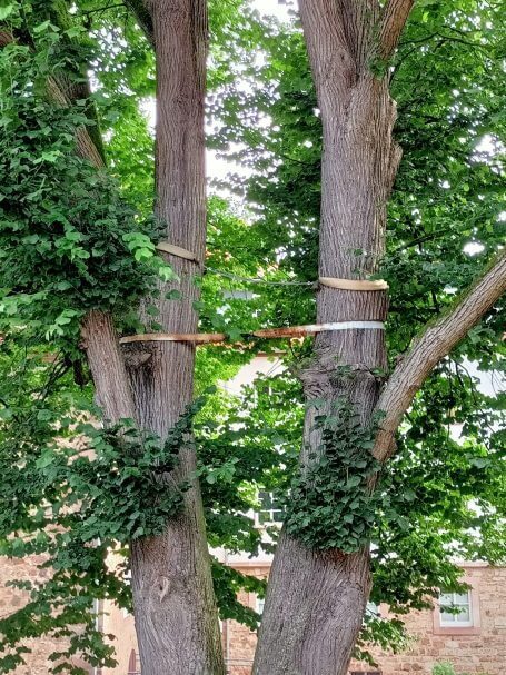 2 Bäume durch ein Band verbunden